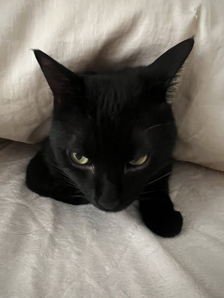 黒猫おはぎ🐈‍⬛林遊眠@劇団ショウダウン tweet media