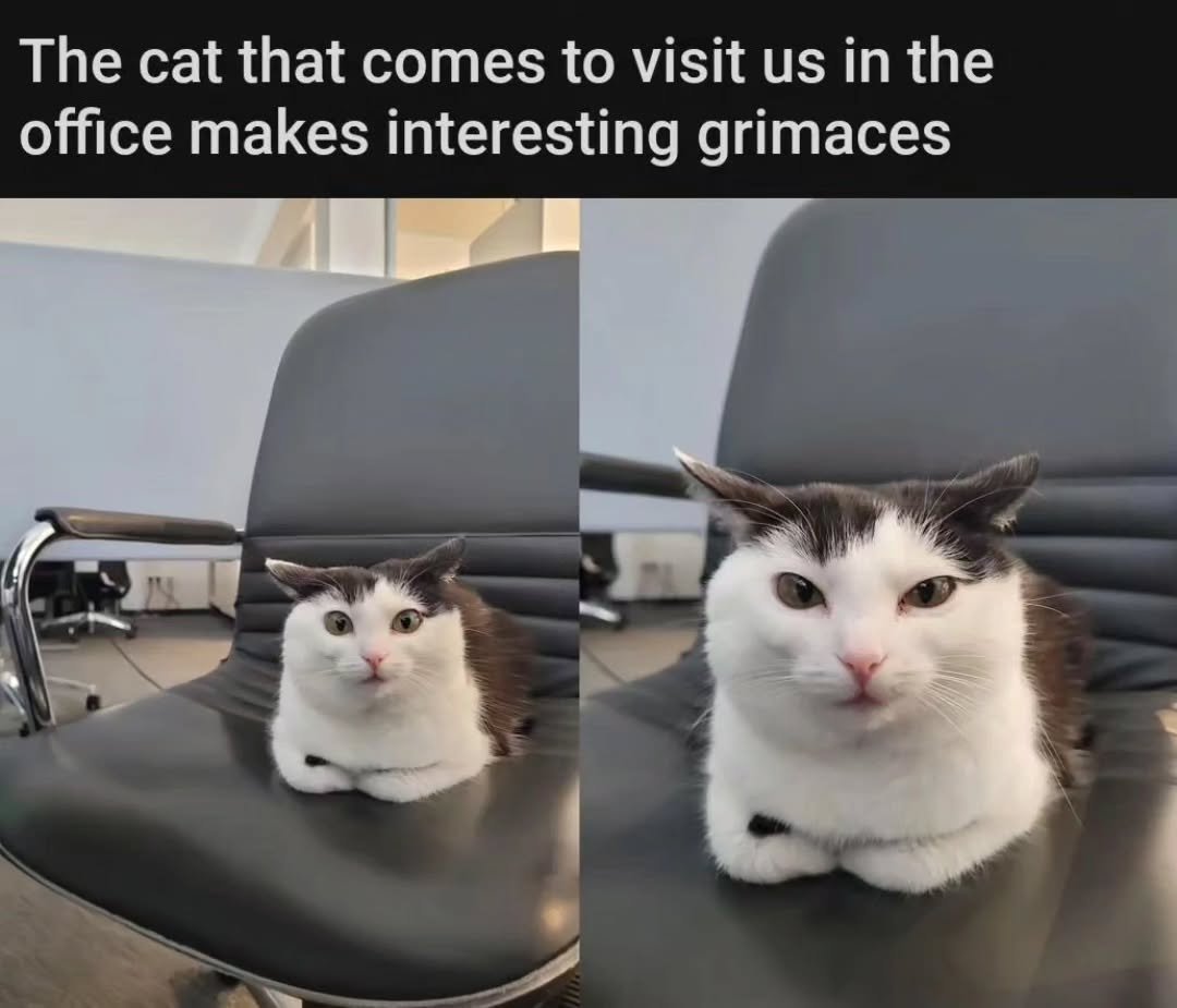 Punch Cat tweet media