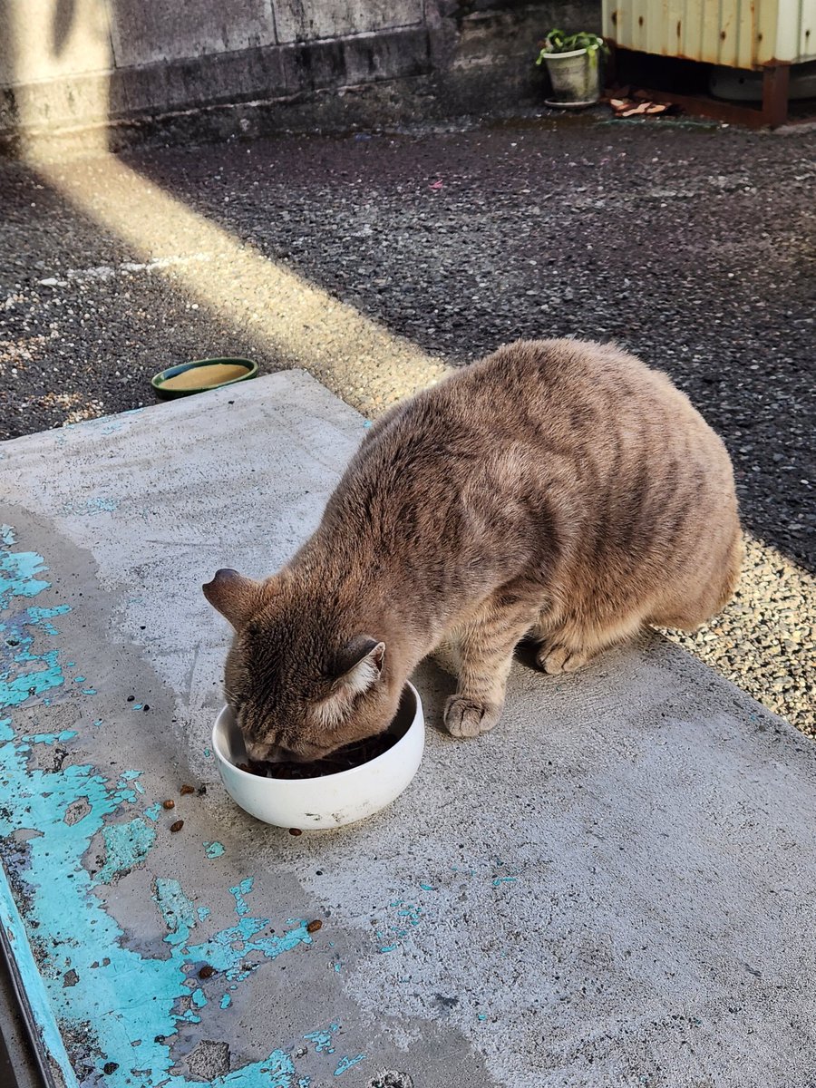 チキンサラダ tweet media