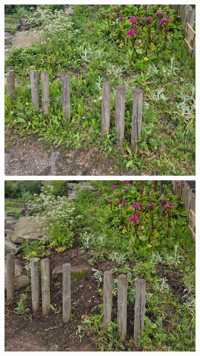 FestivalGardns's tweet image. Thanks to Jordan, Penny, Matt, Jo and Karen for this mornings session.

We cleared the steps and weeded the bed leading up to the cascade whilst Matt and Penny finished off the canyon area. 

A good mornings work! 

#FestivalGardens #Volunteering