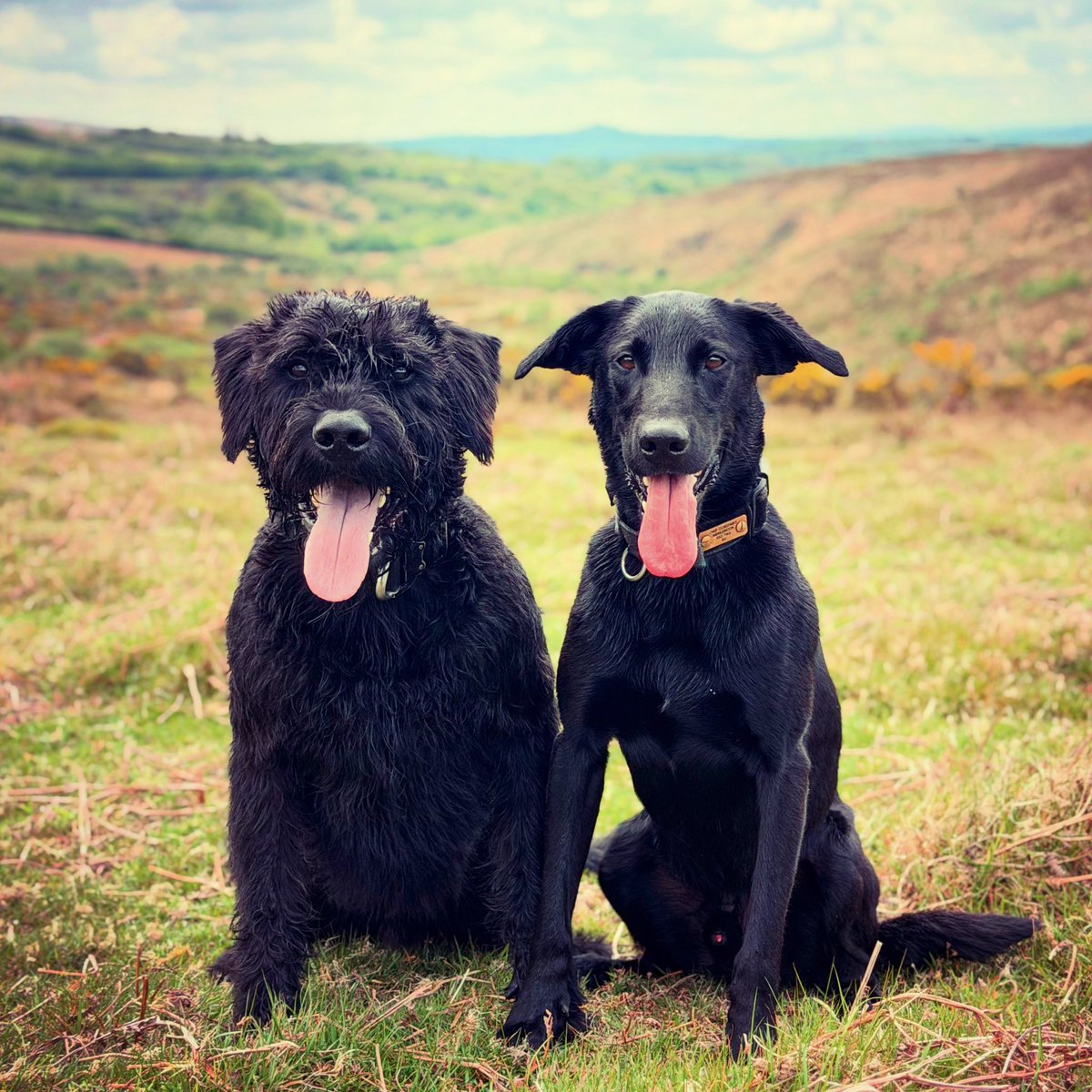 Giant Schnauzer Albert tweet media