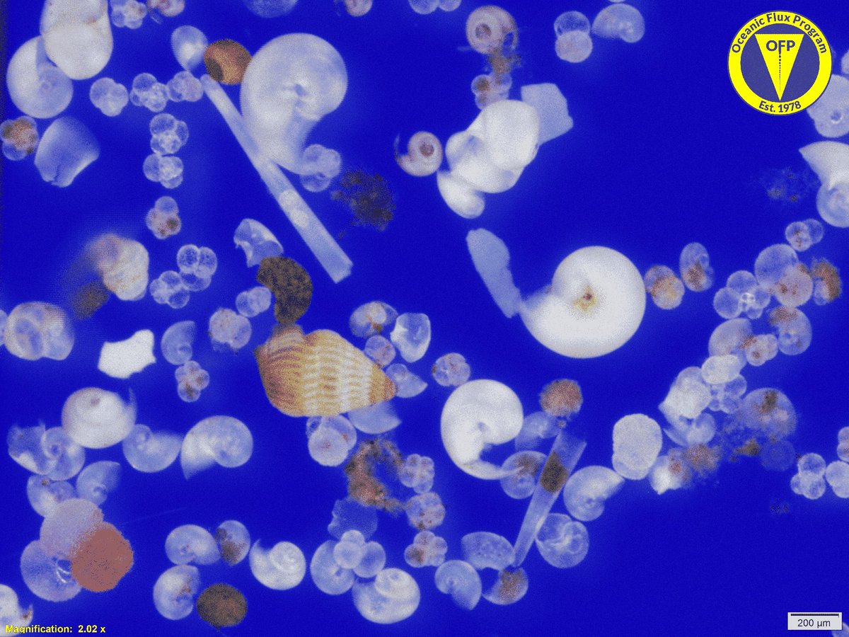 Marine Biological Laboratory (MBL) tweet media