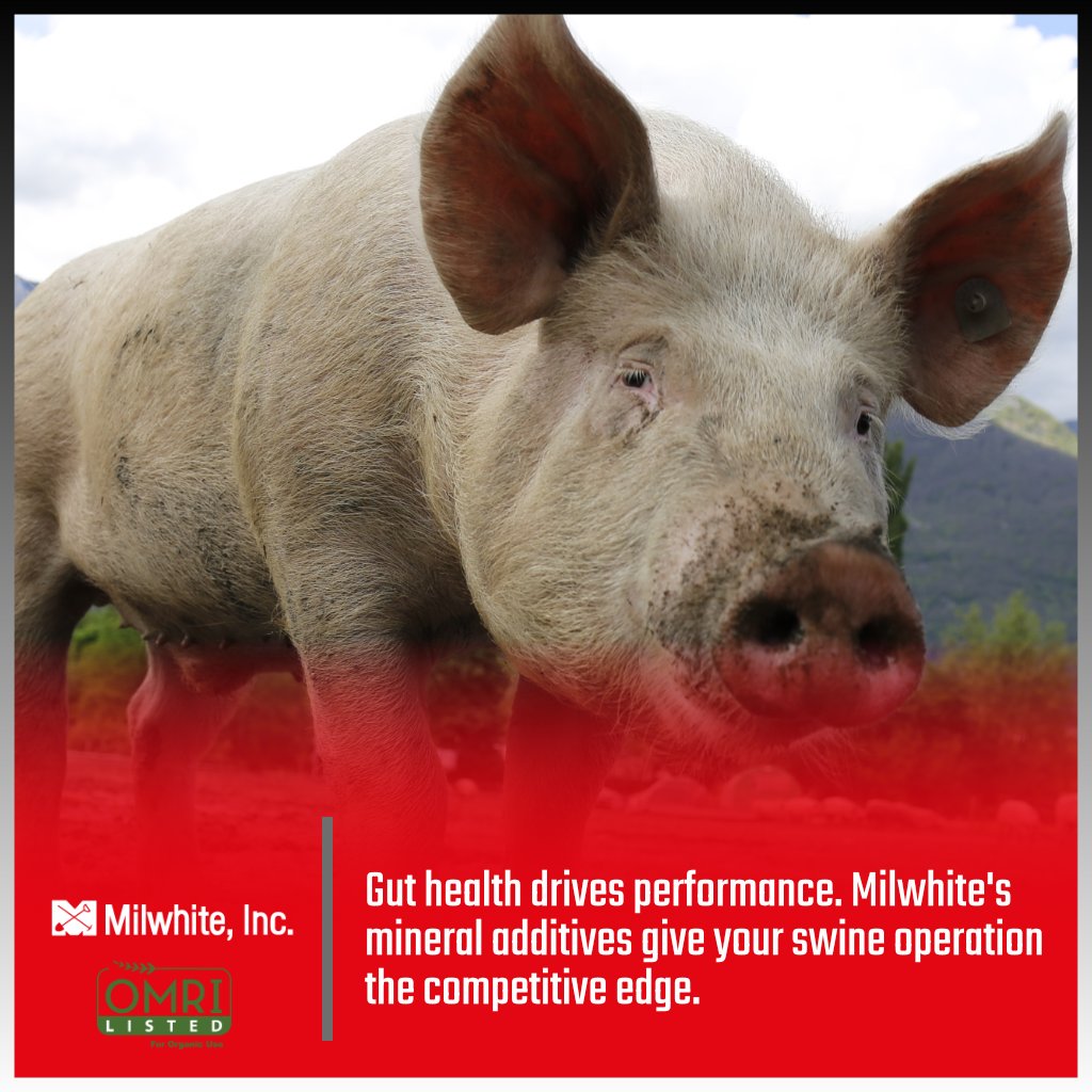 MilwhiteInc's tweet photo. Milwhite's mineral additives are formulated to support optimal digestive function and give your operation the edge you need to compete. Your herd's performance starts in the gut. Make it count.

https://t.co/7IEKzNFlER

#SwineProduction #GutHealth #LivestockNutrition https://t.co/ziwgpozojV