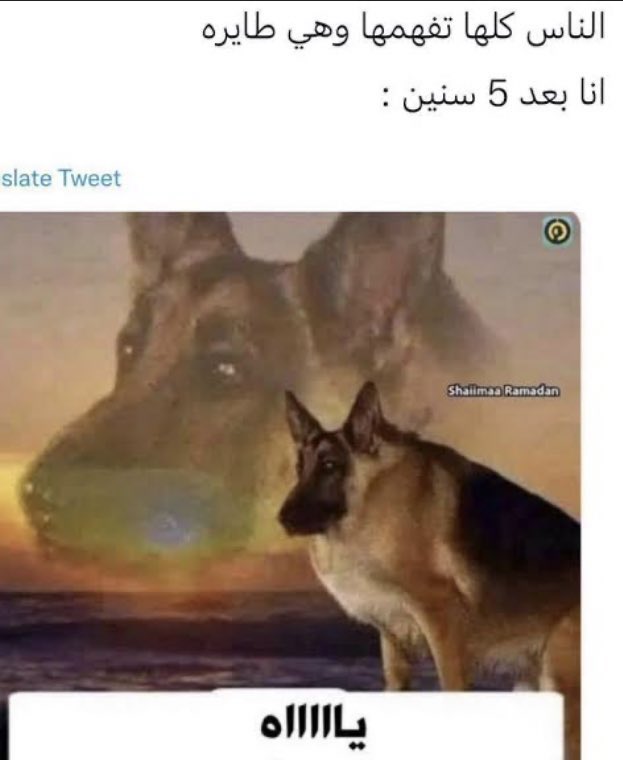 A tweet media
