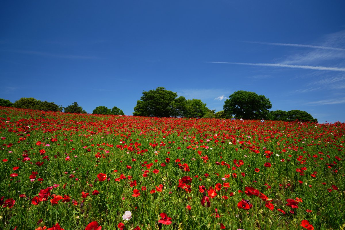 tddch7's tweet image. #Sigma
#Sigma20200mmF3563
w/ Kani Filter Premium LR MC CPL 0# Ultra Slim
#アルファホビー部