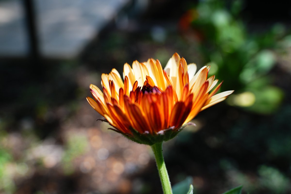 tddch7's tweet image. #Sigma
#Sigma20200mmF3563
w/ Kani Filter Premium LR MC CPL 0# Ultra Slim
#アルファホビー部