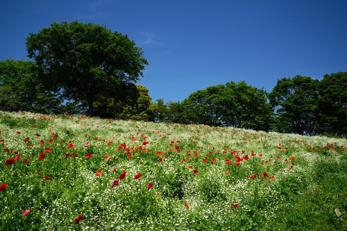 tddch7's tweet image. #Sigma
#Sigma20200mmF3563
w/ Kani Filter Premium LR MC CPL 0# Ultra Slim
#アルファホビー部