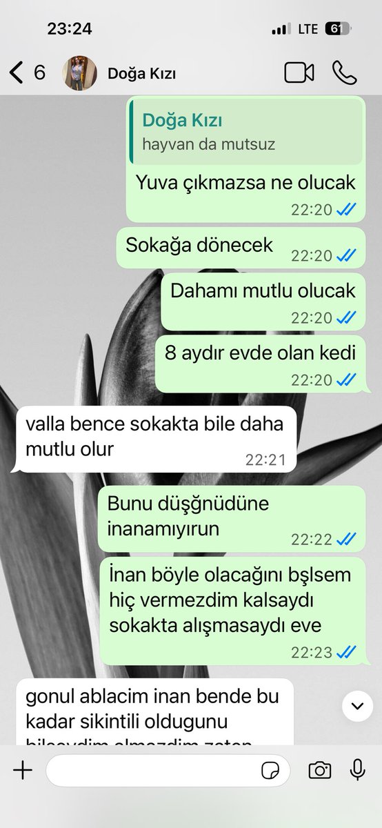 Kulaksızfiphastası tweet media
