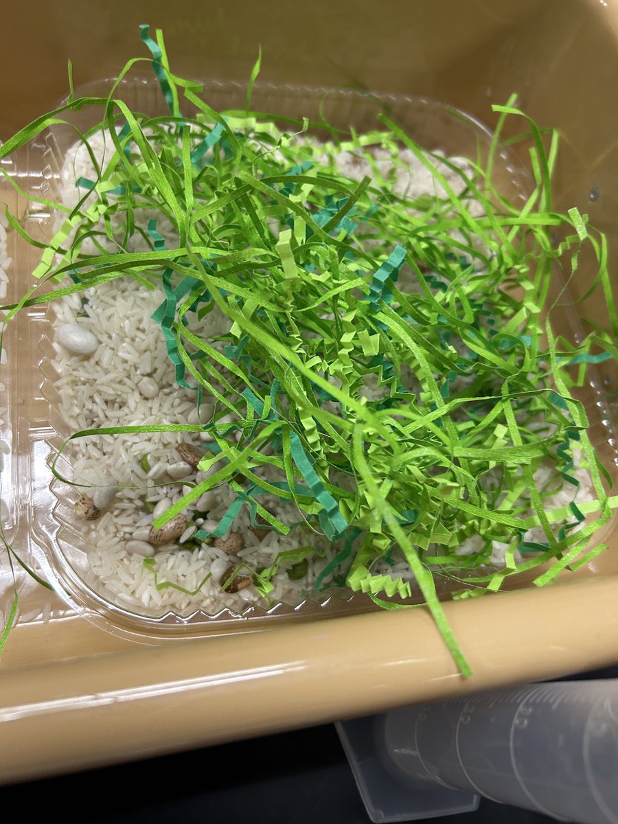 lmackay's tweet photo. Mrs. Toler’s science class explored bird adaptations including night vision. The students enjoyed the lab hunting for bugs at night using UV light. The “bugs” were certain beans painted with UV glowing paint. Adaptations matter for survival! Great day at @SCIS_CCISD ! https://t.co/iRfjWsfb87