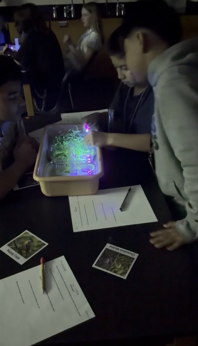 lmackay's tweet photo. Mrs. Toler’s science class explored bird adaptations including night vision. The students enjoyed the lab hunting for bugs at night using UV light. The “bugs” were certain beans painted with UV glowing paint. Adaptations matter for survival! Great day at @SCIS_CCISD ! https://t.co/iRfjWsfb87