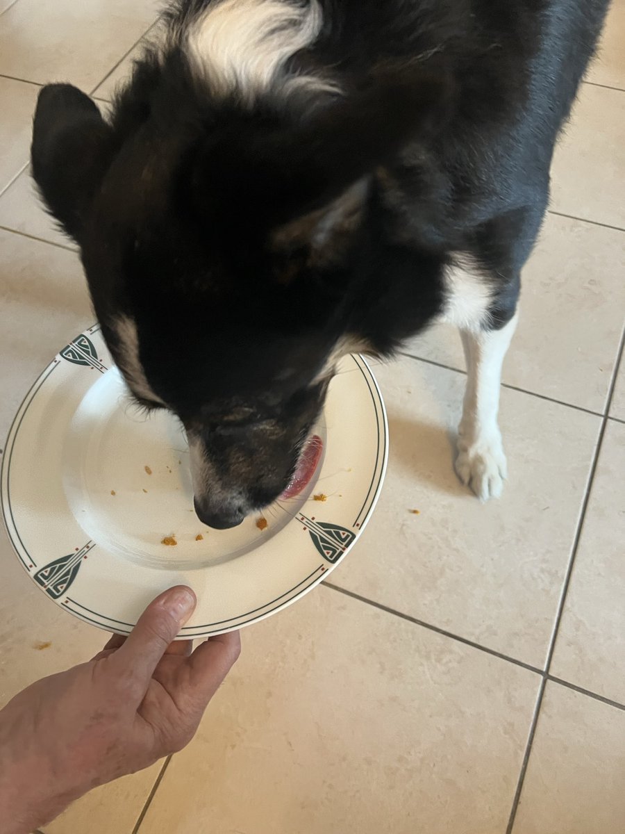 Herder_Jack's tweet image. And it’s cake time!!  Yummy!!! Birthday going well!!!  #twitterdogcommunity #dogsoftwitter #bordercollie
