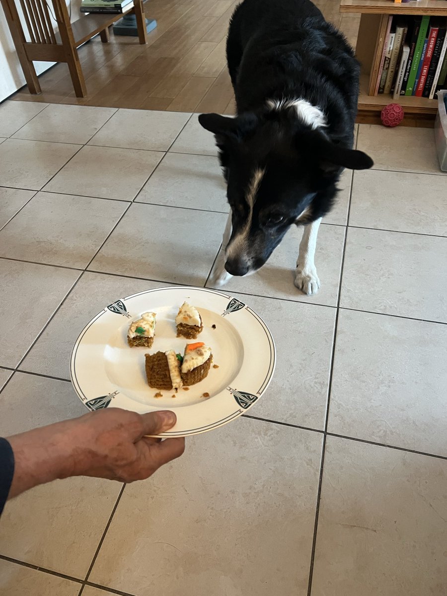 Herder_Jack's tweet image. And it’s cake time!!  Yummy!!! Birthday going well!!!  #twitterdogcommunity #dogsoftwitter #bordercollie