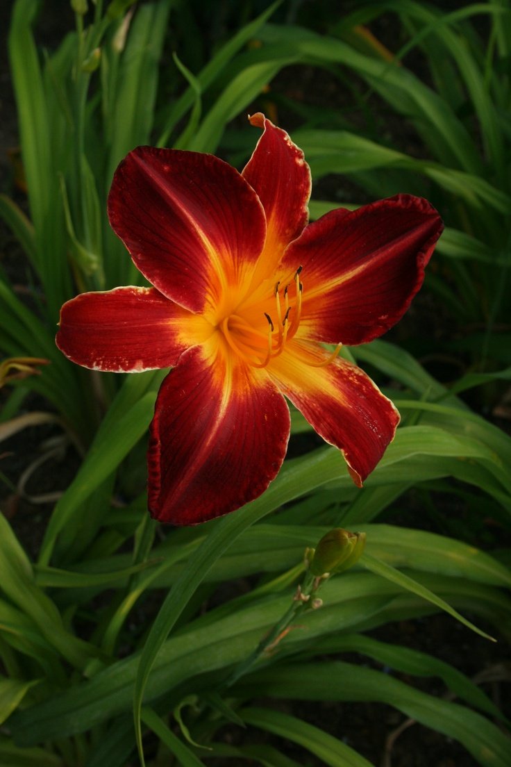 onllycutestuff's tweet photo. Fire Lily https://t.co/4FbTrzIdNo