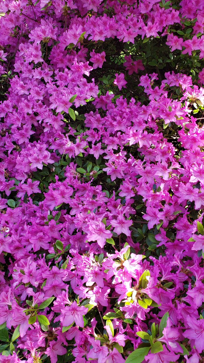 GenovevaUzunov1's tweet image. On today's #walk for #WalkingMonth and #MentalHealthMonth I found two  4-leaf clovers!☘
Together with the 5 I found 2 weeks ago, this is 7!☘

AI thinks I developed "pattern recognition", my brain has learned to ignore the triangle pattern of 3-leaf clovers and zooms in 4 leaves