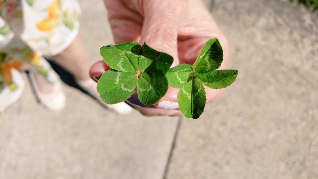 GenovevaUzunov1's tweet image. On today's #walk for #WalkingMonth and #MentalHealthMonth I found two  4-leaf clovers!☘
Together with the 5 I found 2 weeks ago, this is 7!☘

AI thinks I developed "pattern recognition", my brain has learned to ignore the triangle pattern of 3-leaf clovers and zooms in 4 leaves