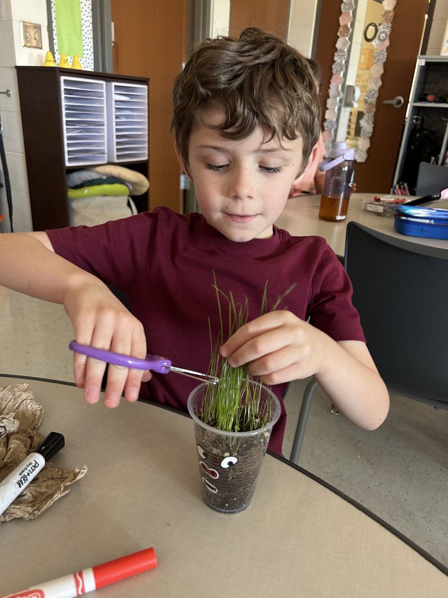 LRSDWildcats's tweet image. Mrs. Owens’ first graders are learning all about plants, seeds, and what living things need to grow! They planted grass seed in cups, added silly faces, and now they’re watching their “hair” grow. Once it gets long enough… it’s haircut time! #WeAreLR