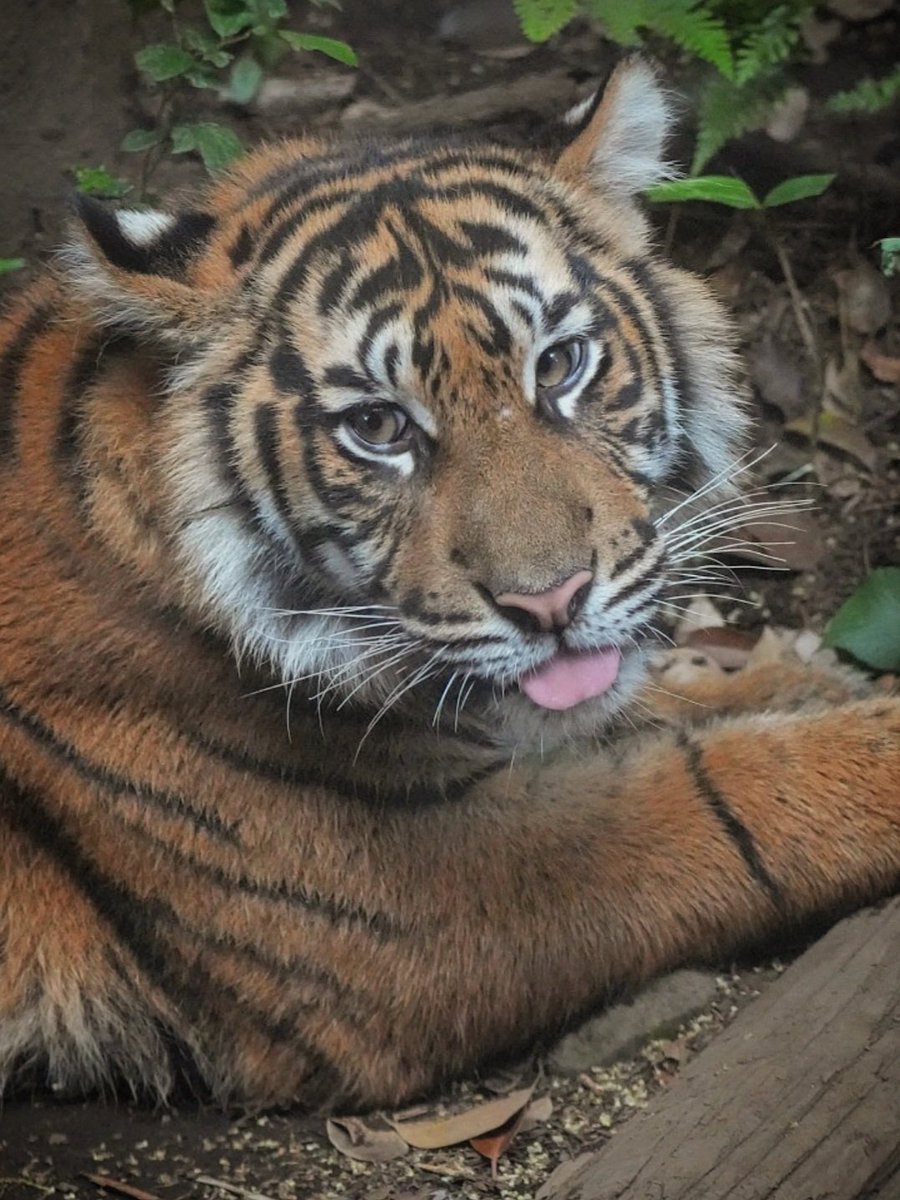 くつろぎながら振り返った表情は、瞳も優しく🐯
#スマトラトラ #上野動物園 #sumatrantiger　#tiger