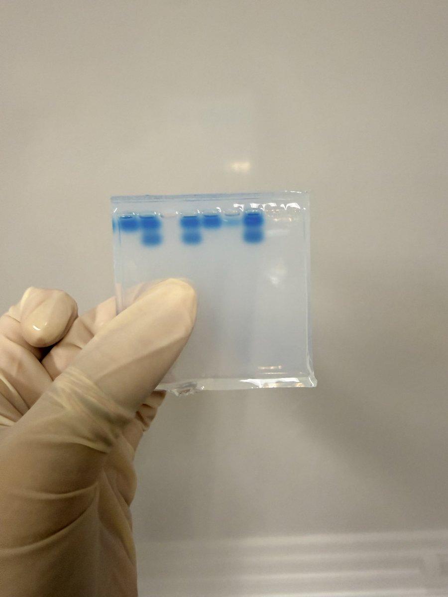 lmackay's tweet photo. 8th graders @SCIS_CCISD working with gel electrophoresis to solve a mystery by analyzing bacteria. Practicing real life skills including using the micropipette, electrophoresis machine and gel analysis.  Thank you @ccisd_ef for the grant to fund this experience! https://t.co/WL30shL4Ux