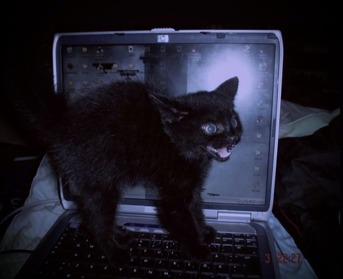 ☩ tweet media