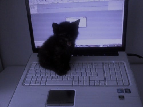 ☩ tweet media