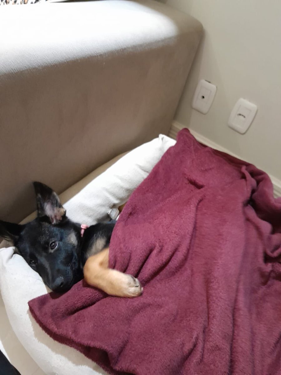 arturcomacento's tweet photo. “Pode pegar cachorro, mas quando vier não vou cuidar”
Beleza https://t.co/N5beu9kTB3