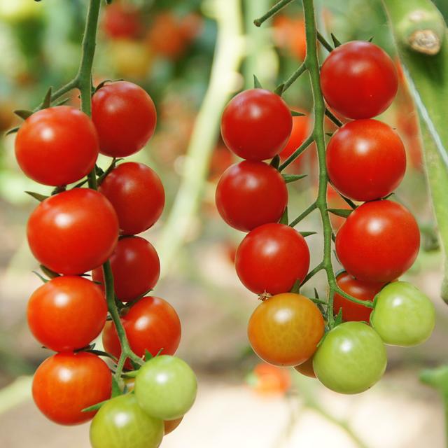 Francois_Durr's tweet image. Tried this organic cherry tomato! Juicy, sweet-tart, u0026 perfect for salads/snacks. No blemishes, firm texture—10/10 for freshness  #OrganicProduce #FoodieFinds