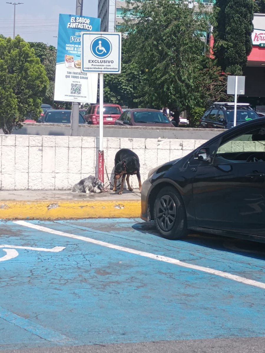 UH Plateros tweet media