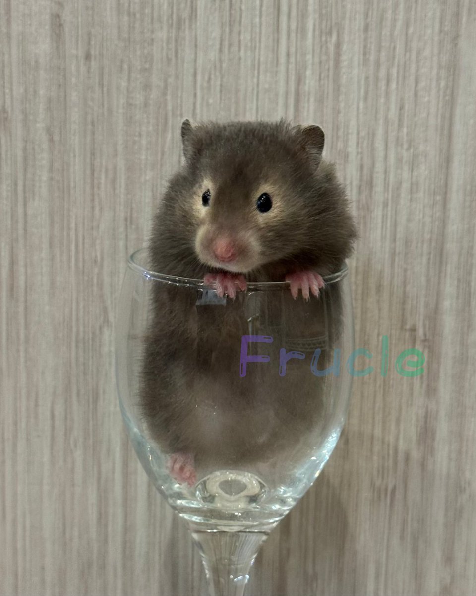 frucle86's tweet photo. 【🪎生体紹介🪎】
・セーブル♀(3/28生まれ)
1枚目の大将やってる?の顔好き🥰
🫯本日5/5 12:00-売約スタート🫯

※InstagramのDMからのみ売約受付
※5/9ローデンツ東京にてお渡しとなります
#ローデンツ東京 #rex #ふるくる #シリアンハムスター #長毛ハムスター https://t.co/RcGEEnLdZw