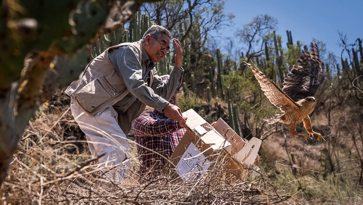 🐾11 ejemplares de fauna silvestre han vuelto a su hábitat natural en la Barranca de Metztitlán. 🌿

Gracias al trabajo conjunto entre la Unidad de Rehabilitación de Fauna Silvestre y la @profepa_mx, tres lechuzas, dos zorras grises, un gavilán y otros mamíferos pequeños ya viven