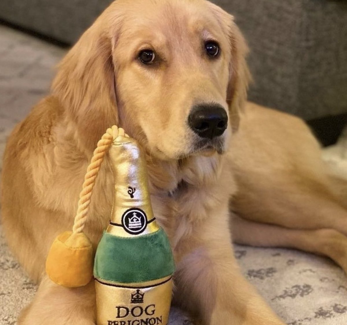 BarkBox tweet media