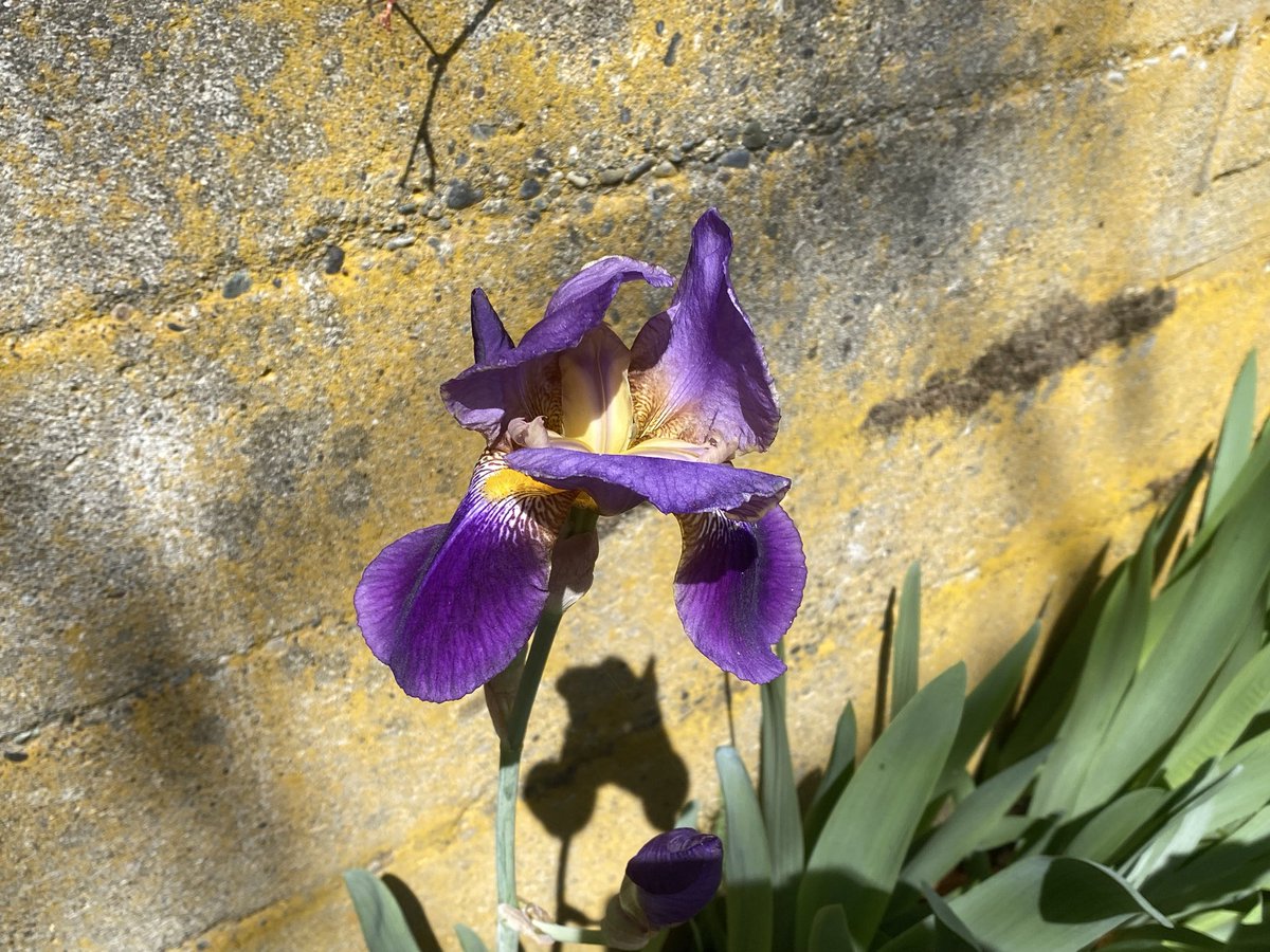 JenDowlingNews's tweet image. Iris Flower, to me you tell
All the mysteries that dwell
In the opal depths of your fragile shell.

- Bertrand H. Farr

#seattle #washington #gardening #pacificnorthwest