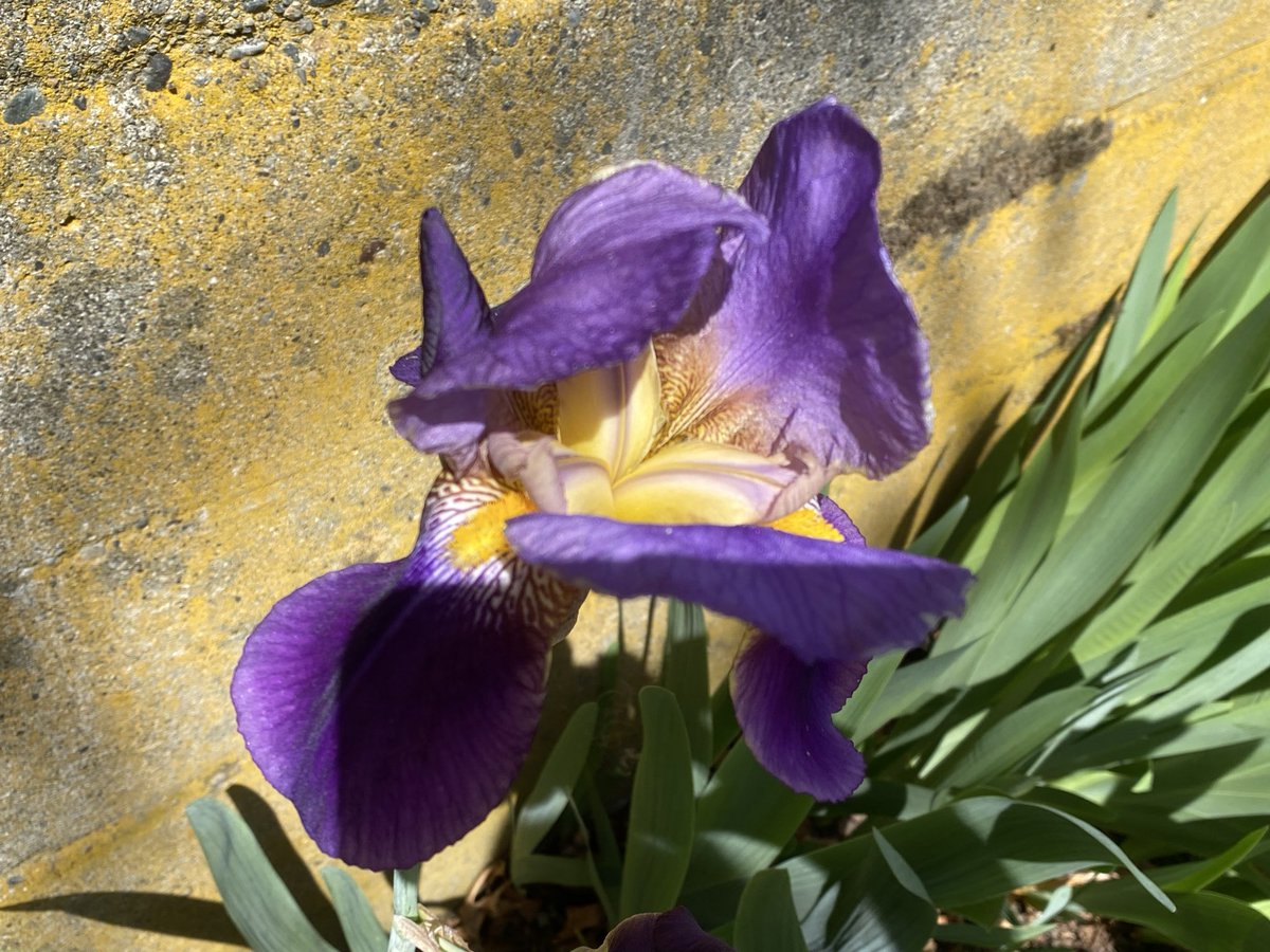 JenDowlingNews's tweet image. Iris Flower, to me you tell
All the mysteries that dwell
In the opal depths of your fragile shell.

- Bertrand H. Farr

#seattle #washington #gardening #pacificnorthwest
