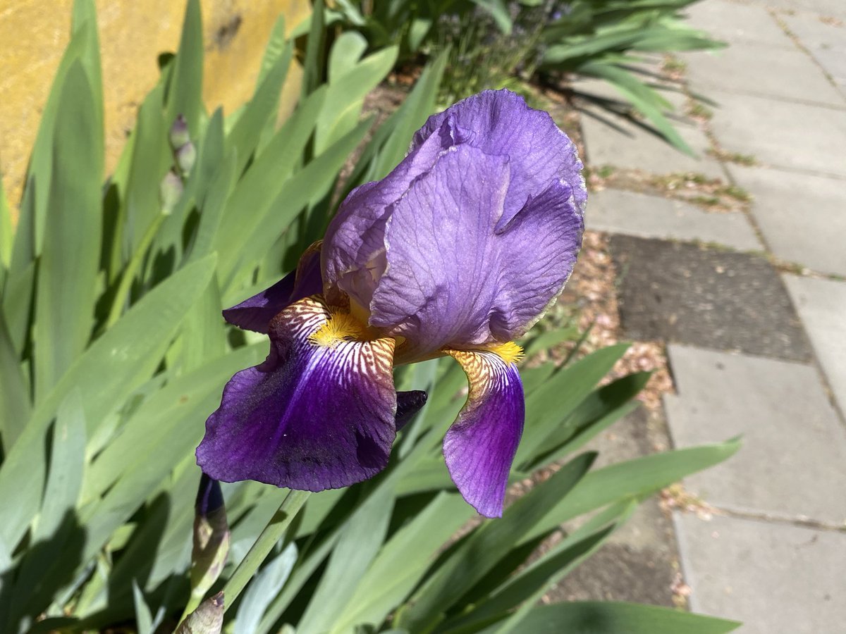 JenDowlingNews's tweet image. Iris Flower, to me you tell
All the mysteries that dwell
In the opal depths of your fragile shell.

- Bertrand H. Farr

#seattle #washington #gardening #pacificnorthwest
