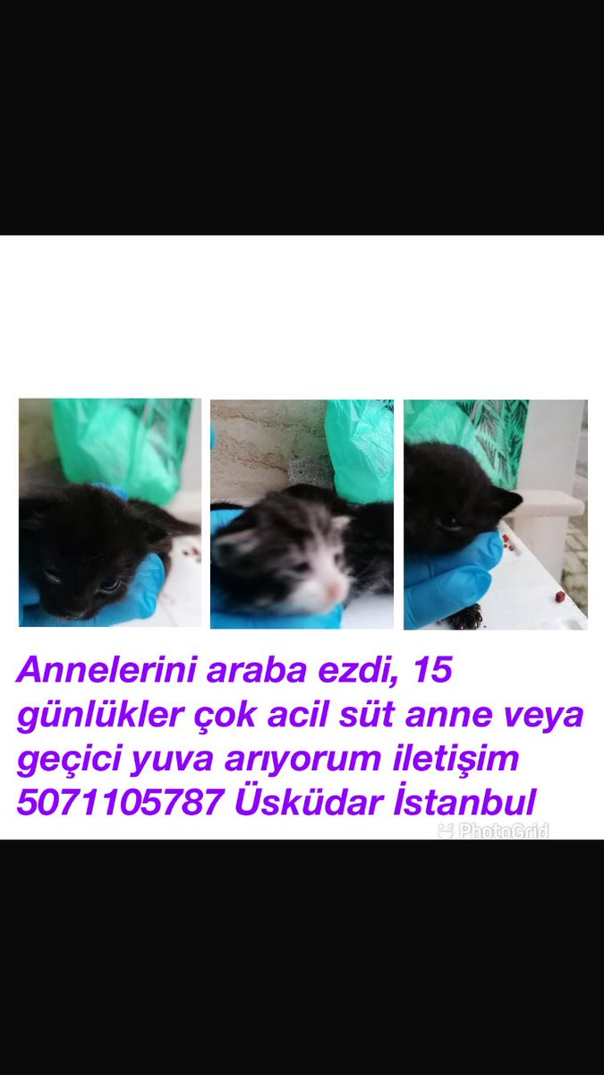 sokak hayvanlarına destek tweet media