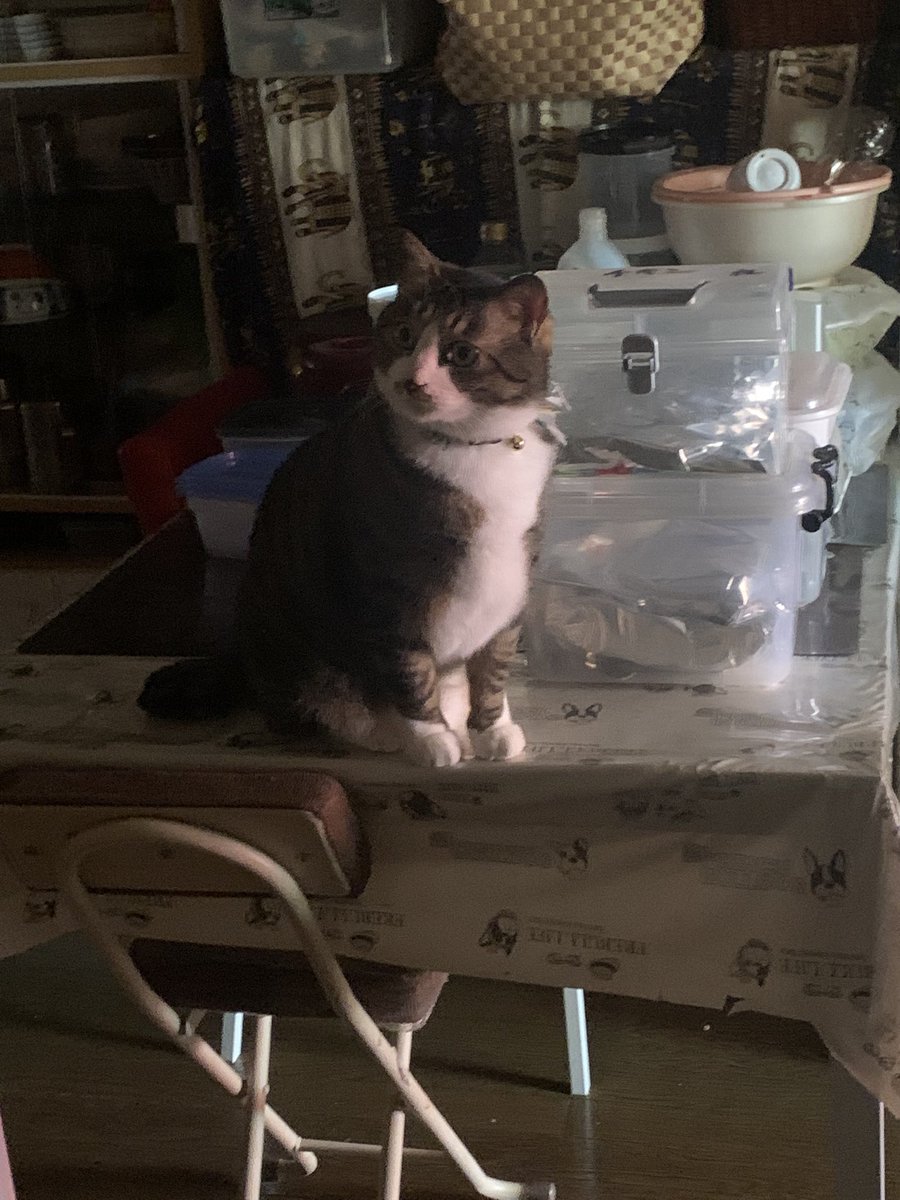 おっちチャンネル🐈👓🐈⬛@Twitch配信者 tweet media