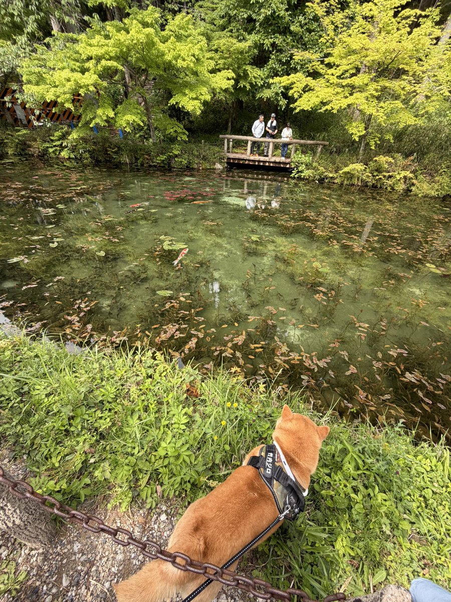 takeuchishinya's tweet photo. 念願の「モネの池」散策🐶🐶 https://t.co/MVCib7Lso5