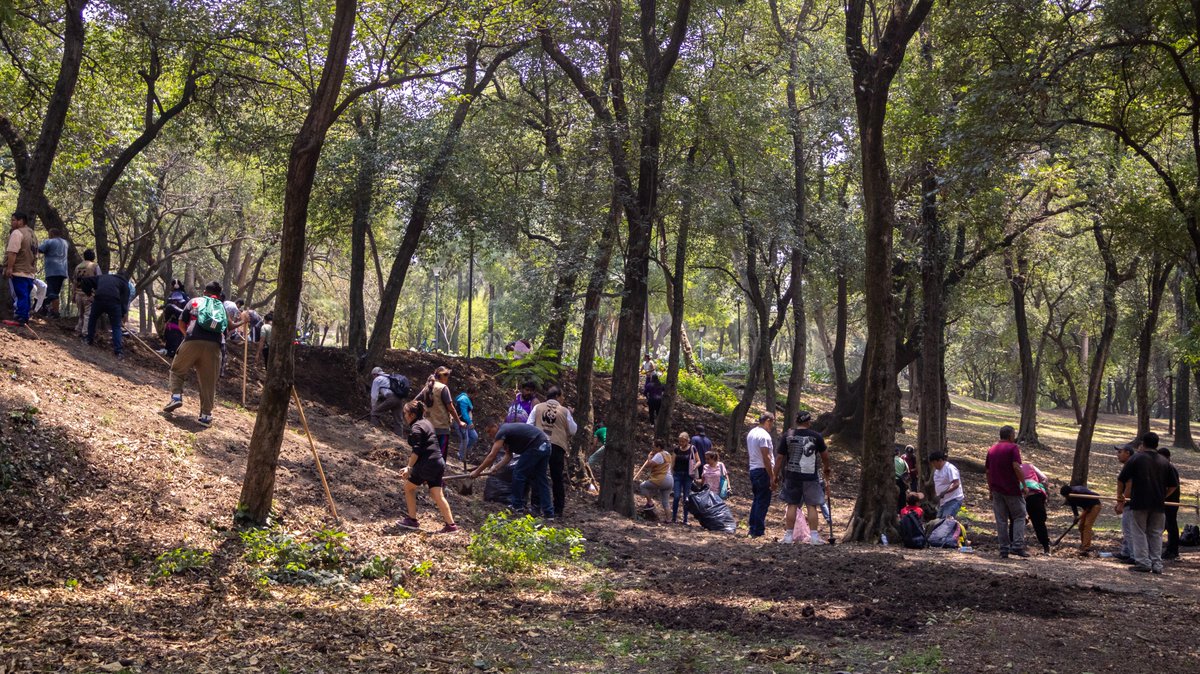 #HoyEnChapultepec 🍃
En colaboración con comerciantes de la Primera Sección, realizamos una jornada de voluntariado en la Calzada del Rey

Se realizaron trabajos de descompactación de suelos y clasificación de residuos 

Seguiremos trabajando juntos por el Bosque 💪