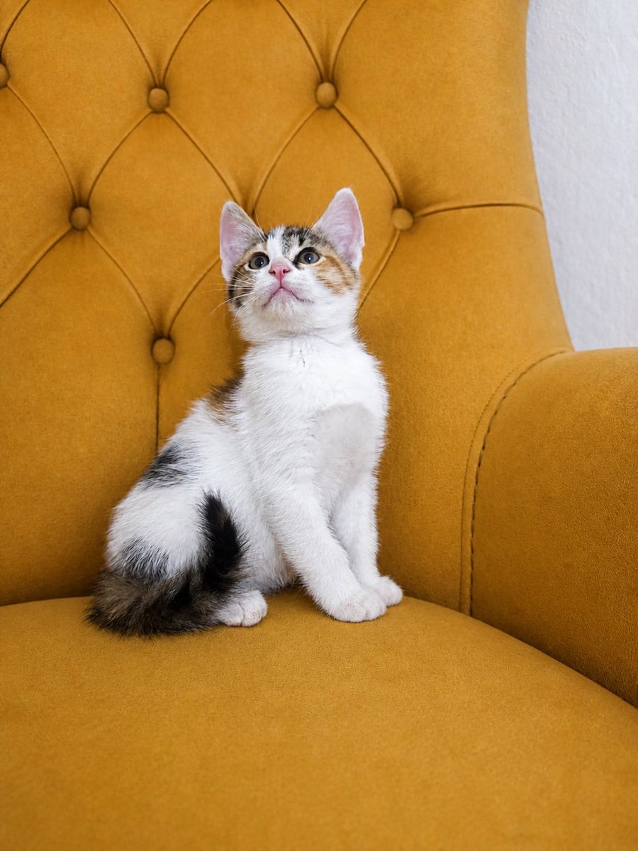 animallover tweet media