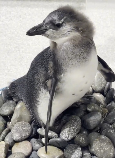Jupiter_Penguin's tweet photo. While we await the SOL wallet from the team at Audubon Aquarium, I’ve been pushing $Jupiter nonstop.

It’s time the world sees how powerful this movement is — Jupiter deserves real recognition and awareness as an endangered species . 

Every trade here supports him.

Search $Jupiter. Spread the lore.