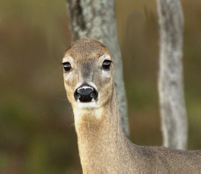 John fawn tweet media