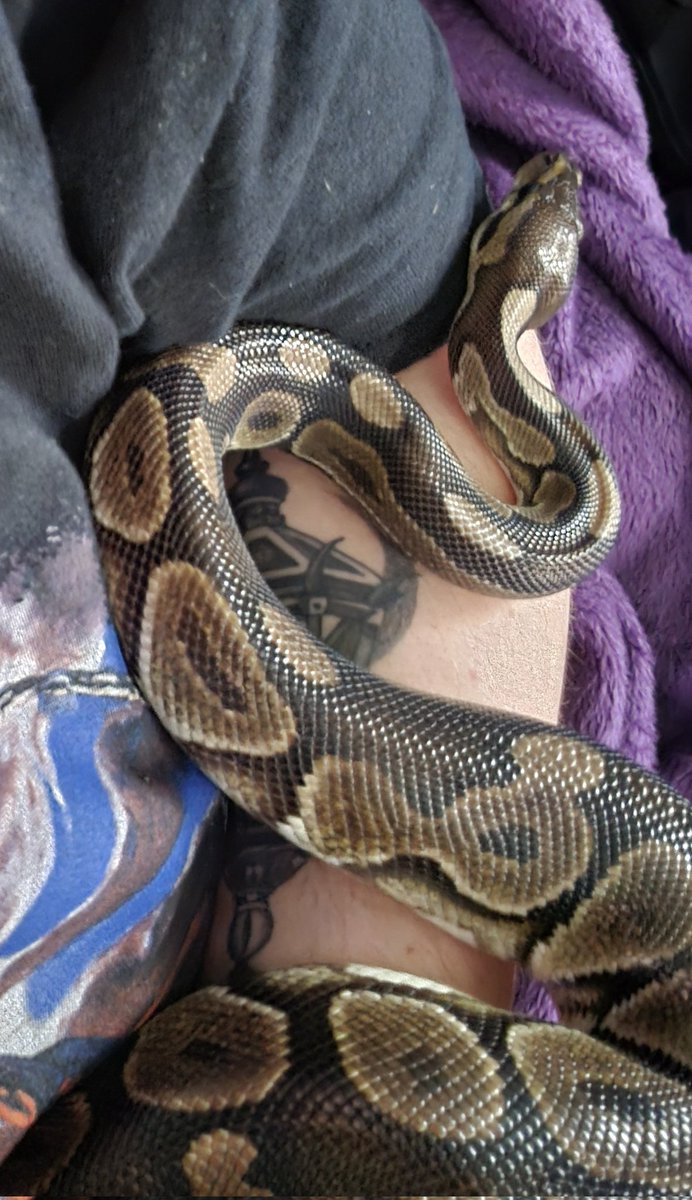KBerryFields's tweet photo. Meet our new addition to the family 🐍🍞 https://t.co/08LQb0Hquc