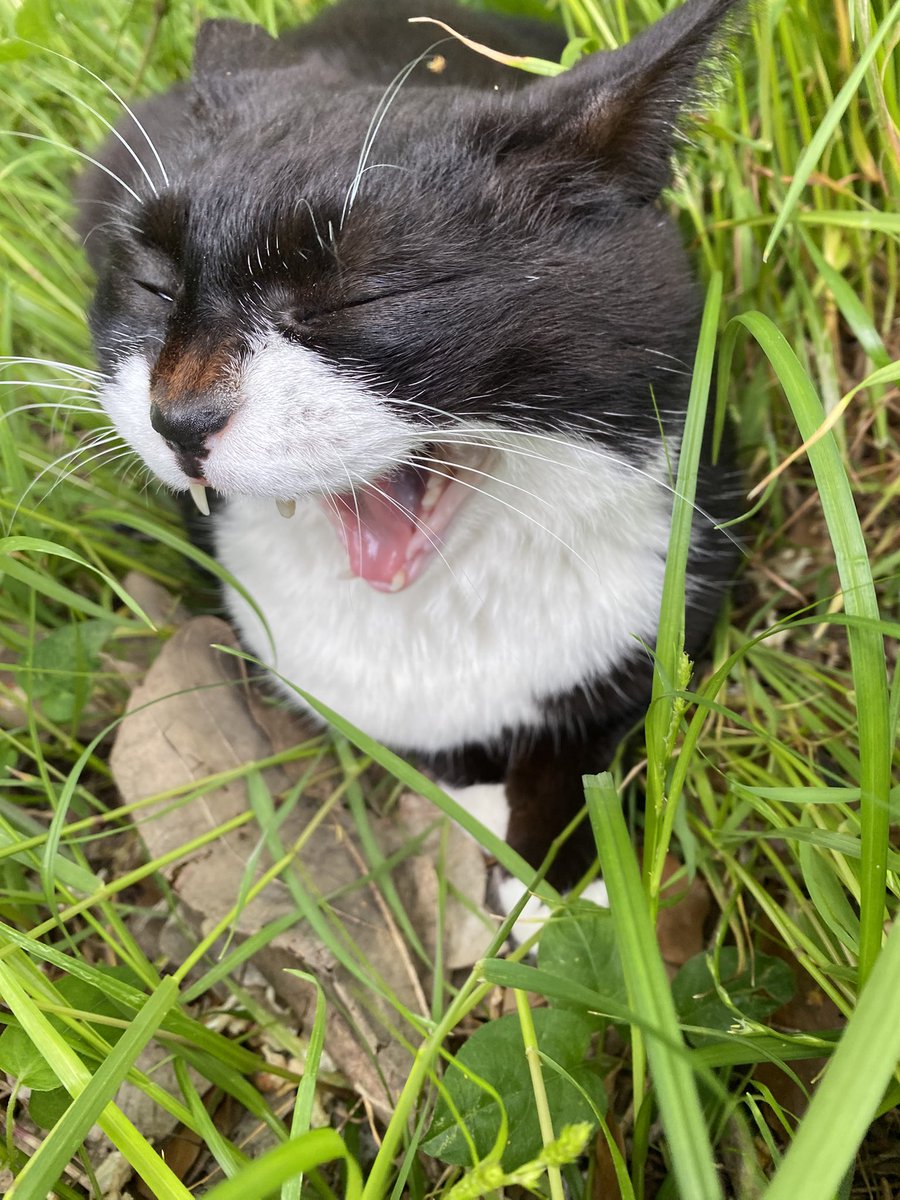 おはようございますニャン😸
本日も宜しくお願い致しますニャン😽
#ガオー曜日