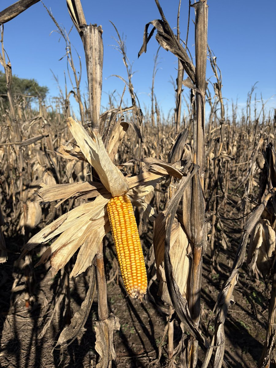 candefalconnm's tweet photo. dumpcito de los primeros días de mayo 🌽🫛🍂 https://t.co/pHpQHzWlTL