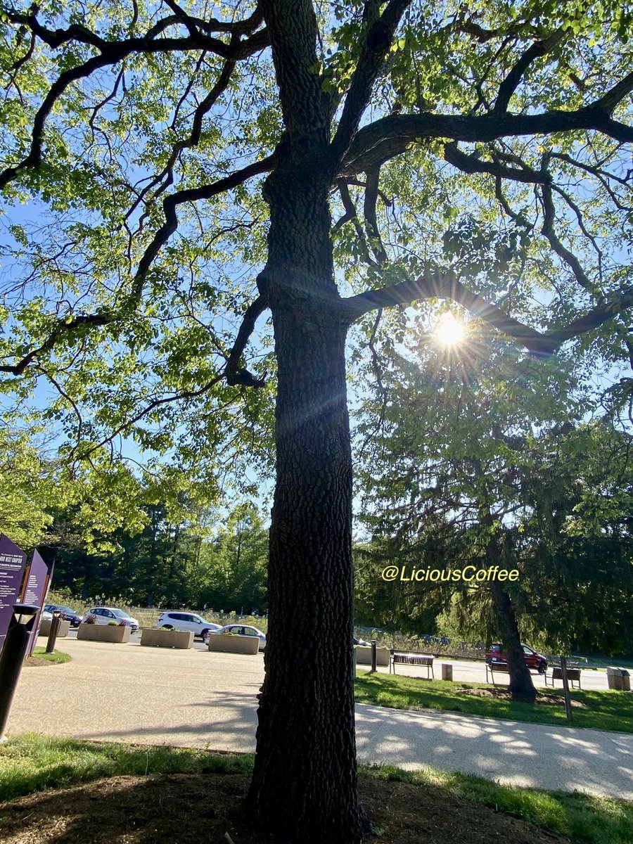 LiciousCoffee's tweet image. The 🌎 is full of amazing contents, see it, recognize it, create IT—find Art in Nature.

😍It’s always good to revisit trees🌿🌳🌿 earlier post from #Fall to now👇🏾
late #Spring 
#TreeWhisperer 
#Nature #NaturePhotography #Photography #PhotographyIsArt #Tree #Park #NatureWalks