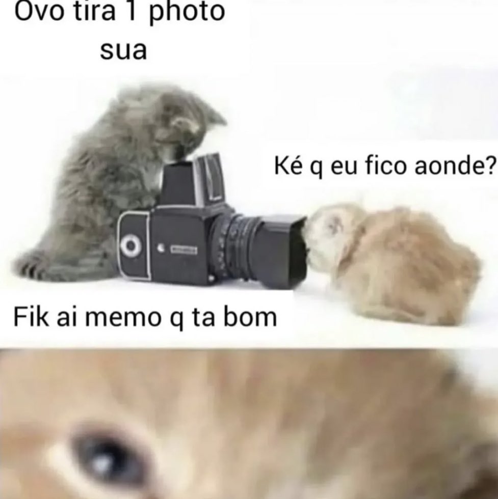 gatos fazendo gatices tweet media