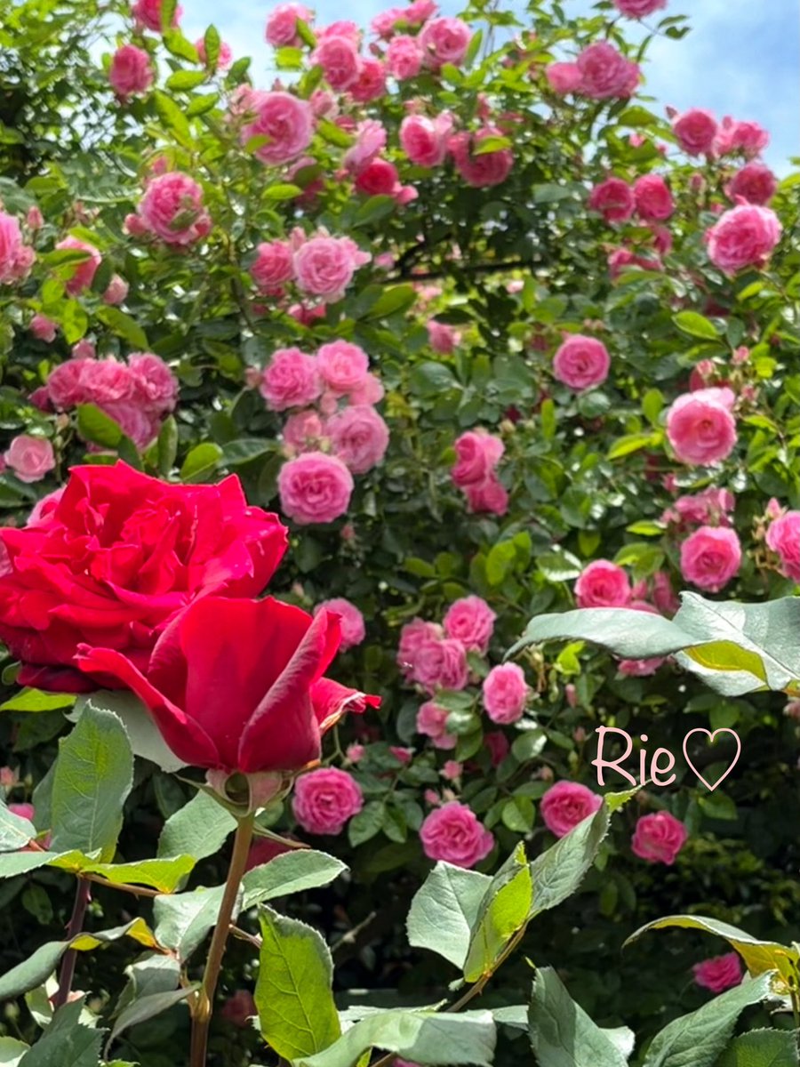 Rie♡ tweet media