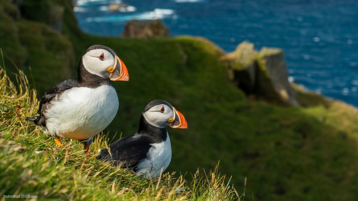 Oceana tweet media