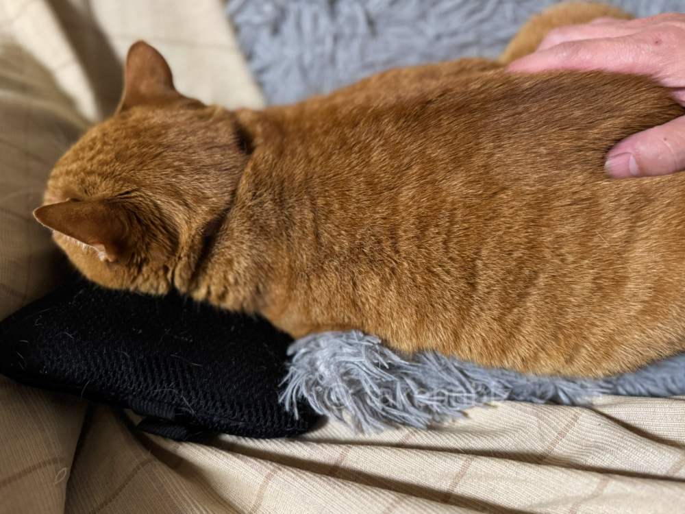 takepnbiz's tweet image. おはようございます。
ツチノコ、捕まえました！😺
GWはソファに座ってることが多く、隣でよくこうしています。
#猫好きさんと繋がりたい #猫がいる暮らし #CatsOfTwitter
