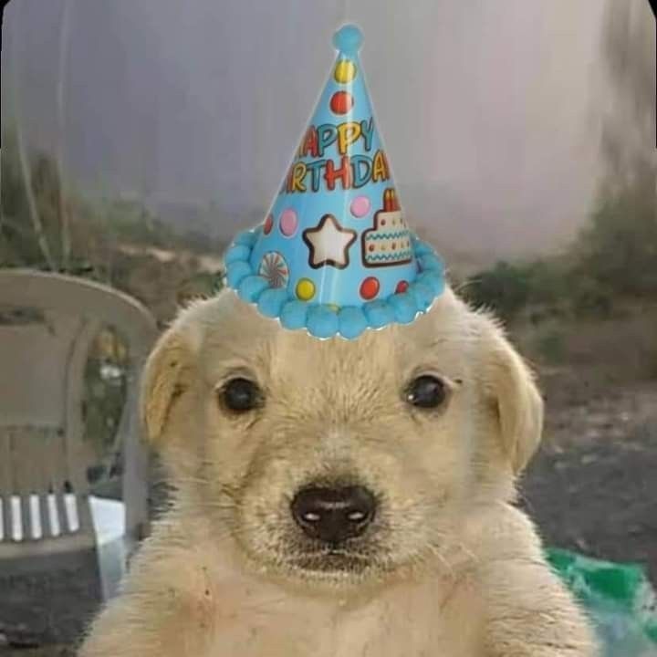Wing_Stair's tweet photo. My birthday is this Saturday, algún seguidor peruano que me ayude a decidir qué cocinar ese día? Estoy cansado de siempre tener asado de res https://t.co/XQJEvwK1Ic