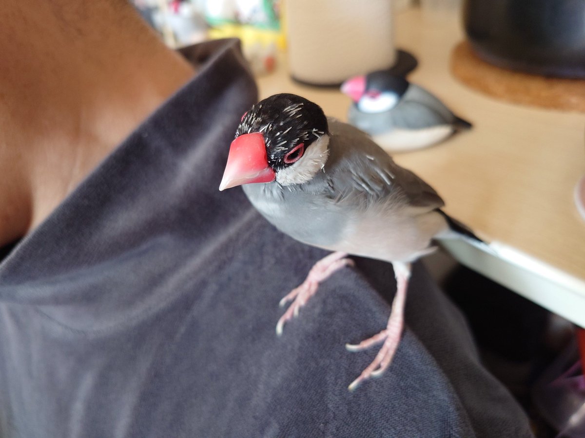 mimico32's tweet photo. おはようございます、文鳥タカシです。皆様連休いかがお過ごしですか？オレは毎度おなじみの羽リニューアル期間で全身トゲだらけだが体調は良好‼️タカシ家はオレ以外全員ゴロゴロ、寝連休をキメている。息子さんは今夜帰るって。それまで遊んでもらお🎵 https://t.co/J1eGtlAOeP
